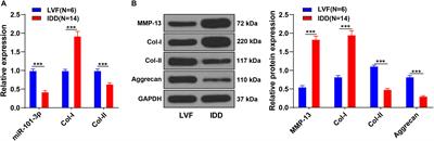 Bone Mesenchymal Stem Cells Promote Extracellular Matrix Remodeling of Degenerated Nucleus Pulposus Cells via the miR-101-3p/EIF4G2 Axis